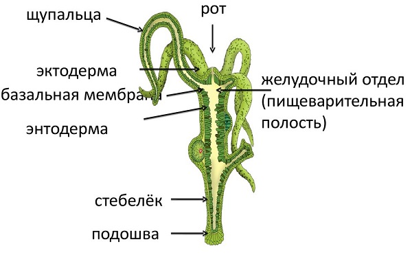 Кракен сообщество